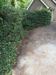 Hedge Cutting in Frensham
