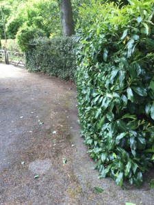 Hedge Cutting in Frensham