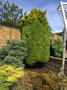 Fir Tree Pruning in Ash