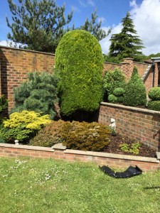 Fir Tree Pruning in Ash