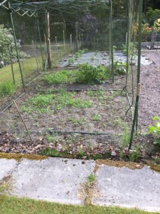 Weeding in Frensham Vale