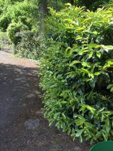 Hedge Cutting in Frensham Vale